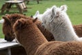 Four Alpacas in a green meadow. eats chunks. Selective focus on the head of the white alpaca, photo of heads