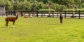 Four Alpacas, in panorama, a brown alpaca in front of white and brown alpacas. Selective focus on the head of the white