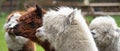 Four Alpacas, in panorama, a white alpaca in front of white and brown alpacas. Selective focus on the head of the white