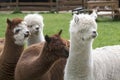 Four Alpacas, white and brown alpacas, looking at the right. Selective focus, photo of heads