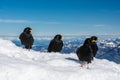 Four alpine choughs sitting on snow on Mount Pilatus