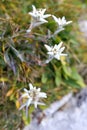 Four alpine edelweiss flowers