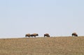 Four American Bison walk along the horizon of a rocky ridge and stop to graze on new spring grass outlined against a blue sky