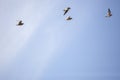 Four American Golden Plovers