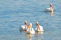 Four American white pelicans floating together in a group on reflective aquamarine water with copy space. Royalty Free Stock Photo