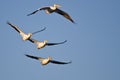 Four American White Pelicans Flying in a Blue Sky Royalty Free Stock Photo