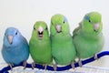 The four amigo parrotlets