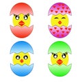 Four amusing chickens hatched from eggs Royalty Free Stock Photo