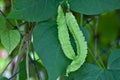 Four-Angled Bean