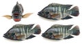 Four angles of a freshwater tilapia fish isolated on a clean Royalty Free Stock Photo