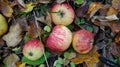 Four apples Royalty Free Stock Photo