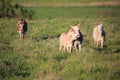 Four approaching donkeys Royalty Free Stock Photo