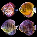 Four aquarium fish. Isolated photo on black background. Royalty Free Stock Photo