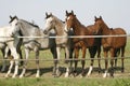 Four arabian youngster looking over corral gate at summertime Royalty Free Stock Photo