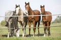 Four arabian youngsters looking over corral gate Royalty Free Stock Photo