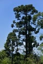 Four araucaria pine trees with blue sky Royalty Free Stock Photo