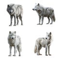 Four Arctic Wolves in Different Poses Against a White Background