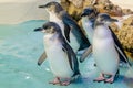 Four Australian penguins at Penguin Island, Rockingham, Western Australia Royalty Free Stock Photo