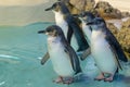 Four Australian penguins at Penguin Island, Rockingham, Western Australia Royalty Free Stock Photo