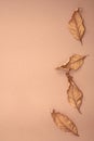 Four autumn leaves are on a brown paper background, monochrome, top view, flat lay Royalty Free Stock Photo