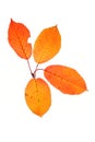 Four autumn leaves Royalty Free Stock Photo