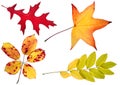 Four autumn leaves Royalty Free Stock Photo