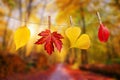 Four autumn leaves hanging on clothespins on a rope fall woods landscape background Royalty Free Stock Photo