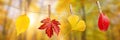 Four autumn leaves hanging on a rope, fall woods panoramic background Royalty Free Stock Photo