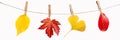 Four autumn leaves hanging on a rope isolated on white panoramic background Royalty Free Stock Photo