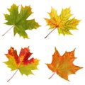 Four autumn maple leaves isolated on white background. Royalty Free Stock Photo