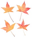 Four autumn sweetgum leaves on white