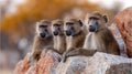 Four baboons sitting on rocks in a natural setting. Royalty Free Stock Photo