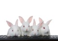 Four baby bunnies at computer keyboard isolated on white Royalty Free Stock Photo