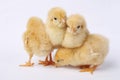 Four baby chicks Royalty Free Stock Photo
