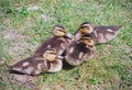 Four baby ducks young birds animals cute mallard chicks