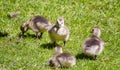 Four baby Geese