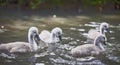 Four baby swans swimming on a river close up