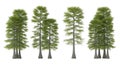 Four Bald Cypress Trees with Buttressed Trunks image Royalty Free Stock Photo