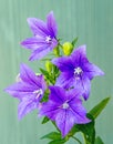 Four Balloon flowers, buds and green leaves