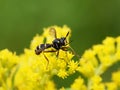 Conops quadrifasciatus Four-banded beegrabber fly Royalty Free Stock Photo