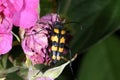 Four-banded longhorn beetle