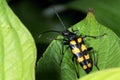 Four-banded longhorn beetle