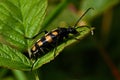 Four-banded longhorn beetle