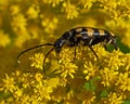 Four-banded longhorn beetle