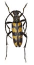 Four Banded Longhorn Beetle on white Background