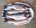 Four bass fish ready to cook Royalty Free Stock Photo