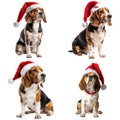 Four Beagles Wearing Santa Hats on a White Background Royalty Free Stock Photo