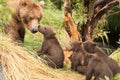 Four bear cubs greet mother beside tree Royalty Free Stock Photo