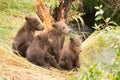 Four bear cubs looking right towards river Royalty Free Stock Photo