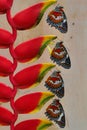 Four beautiful colored butterflies